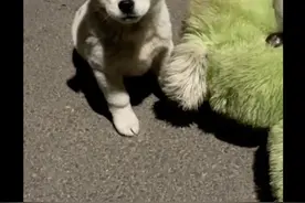 别人丢在垃圾桶的破玩具熊，却成为小流浪狗的宝贝，结局很暖心图片