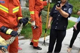 安徽小区惊现5米巨蟒，老人被吓得拔腿就跑，惊动消防紧急出动图片