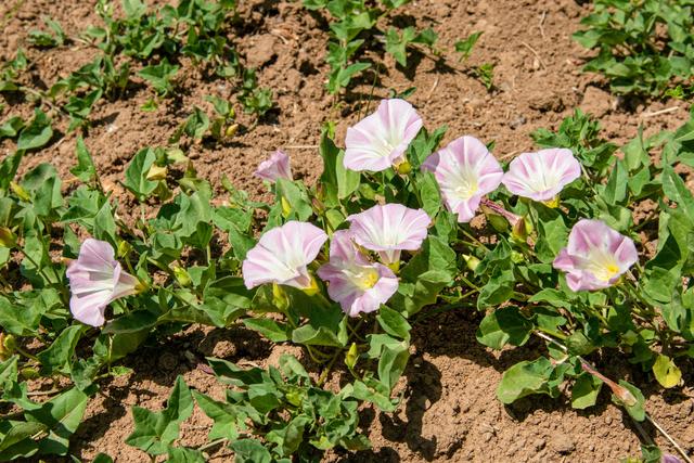 打碗花打碗花打碗花打碗花打碗花田旋花是旋花科旋花属一年或多年生