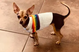 狗狗用主人发圈DIY发射炮，在家里上蹿下跳，自己玩儿得不亦乐乎图片