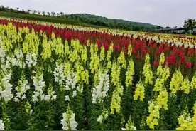 口腔共鸣知识归纳图片