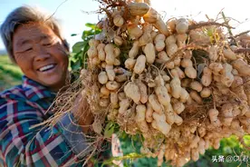 地瓜涨到1元，花生跌到2元，中草药强势走高，这2种适合农村种植图片