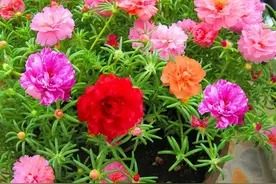 “房前不栽树，屋后不种花”，老话不是迷信，是有科学依据的图片