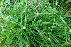 农村常见的“蜈蚣草”，原来它的作用那么多，很多人也见过它图片