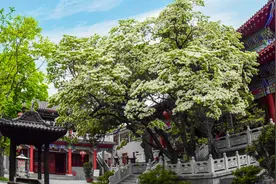 踏遍山海 尽赏繁花！连云港赏花地图来啦！图片