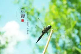 七绝·夏来静悄悄图片