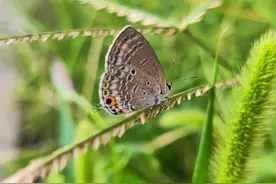 那些唯美又治愈的蝴蝶文案图片