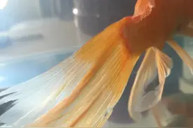 三步轻松搞定金鱼烂尾图片