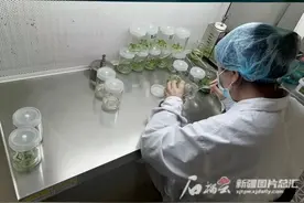 小小马铃薯凭啥论“个”卖图片