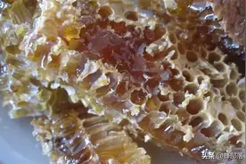 人畜都不放在眼里的蜜蜂，为啥被巢虫咬得满山跑？也不能全怪蜜蜂图片
