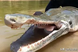 “来者不善”的鳄雀鳝，在珠江早已形成种群？能吞食儿童？图片