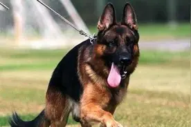 7种适合做警犬的狗狗，拉布拉多意外上榜了，最后一种来自中国图片