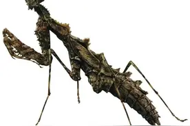 螳螂是一种非常厉害的益虫力大无比，能举起自身重量20倍的物体图片