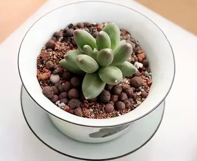 270种常见多肉图谱，一分钟认全！