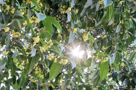 组图 | 金秋时节桂花开 花香四溢惹人醉图片