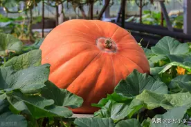 种菜难？老祖宗留下的6句蔬菜种植“顺口溜”，句句饱含智慧图片