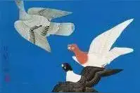 画家笔下的鸽子图片