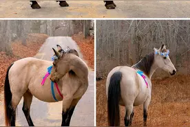 小动物们怀孕时都长啥样？各种圆滚滚，超可爱图片