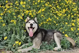 铲屎官给狗治病有经验，细小病毒不用怕，花200块钱4天就治好了图片