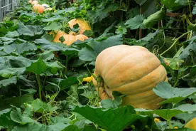 南瓜怎样培育出优质壮苗？把握这7个核心内容，南瓜幼苗棵棵壮图片