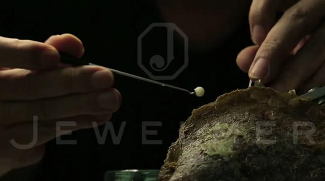 「干货」南洋金珠专题直播精彩集锦,专家教你怎么看南洋珍珠