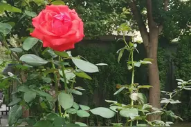 乘着歌声的翅膀飞翔图片
