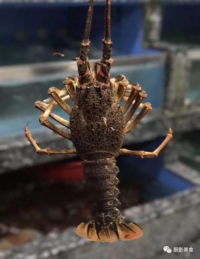 什么海鲜胶原蛋白最多 2025年海鲜含有胶原蛋白吗