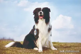 宠物和人住久了，能听懂人话吗？科学的解答来了图片