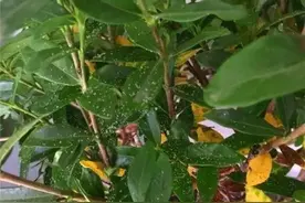 花卉长虫子？自制“杀虫水”，枝叶喷一喷，花儿不再生虫图片