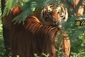 男子上山采菌子遇老虎！而且是3只，发生在云南玉溪，这可能吗？图片