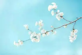 诗词丨忽而春风起，微笑待花开图片