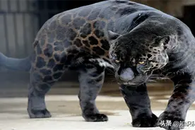 10种真实存在的动物杂交种图片