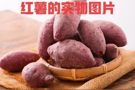 为什么农村的红薯越来越贵了图片