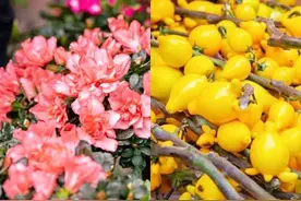 兰州市第三届迎春花卉展！快来撒野打卡！图片