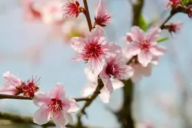 诗词丨50句“花”字飞花令，最适合春天品读，太浪漫了！图片