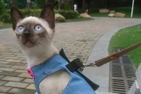 “买猫一时爽，养后火葬场”，说的就是这4种猫，白给你也别养！图片