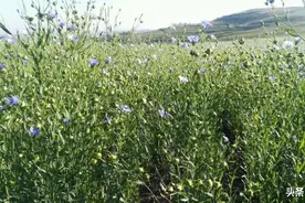 进入中央一号文件官方解读的胡麻是什么麻？很多人吃过，全面了解图片