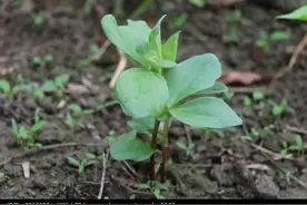 蚕豆高产种植技术图片