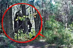神农架野人真的存在？深处为何被列为禁区？中国三次考察揭开真相图片