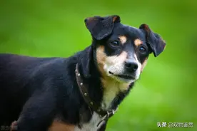 黑狗为什么不能送人？纯黑色的狗与其它颜色的狗有差异吗？图片