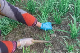 立秋了，韭菜和香菜到底什么时间种植最恰当？听听老农怎么说图片