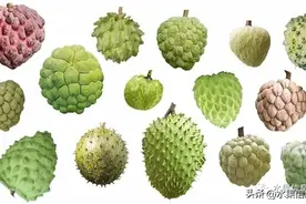 【释迦图鉴】黄金释迦、榴莲释迦、粉红释迦，你还知道哪些？图片