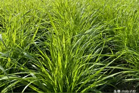 禾本科优质牧草，四倍体黑麦草有什么营养价值？什么时候播种？图片