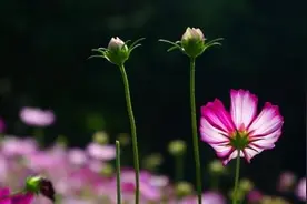 遇到以下三种兄弟姐妹，要学会翻脸图片