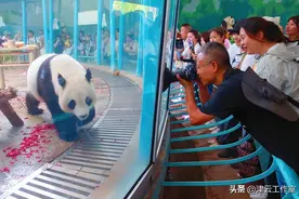 熊猫喜乐 生日快乐图片