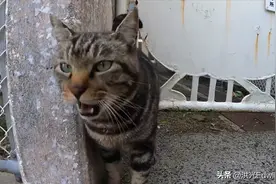 因街头口角，流浪狸花猫爬10楼寻仇打伤家猫，狸花猫到底有多厉害图片