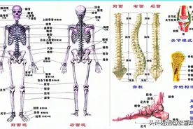 人体共有206块骨头，中国人却普遍只有204块，少的两块哪儿去了？图片