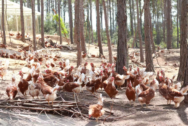 四川省民生研究会新媒体中心-官网