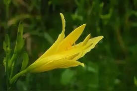 等到黄花菜都凉了，什么是黄花菜？吃不好会中毒图片