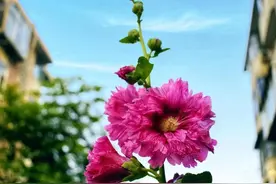 夏日盛开的馒头花，隐藏着几多岁月故事……图片